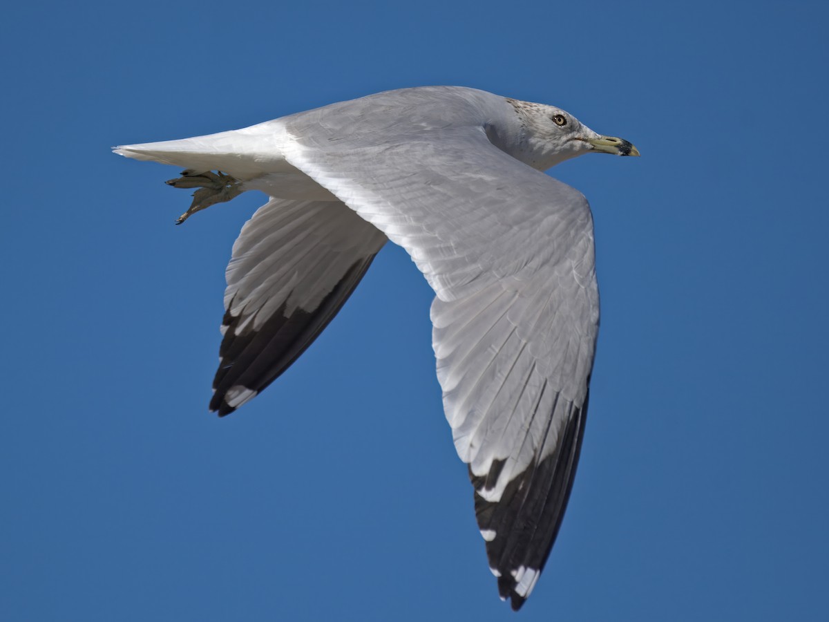 Ring-billed Gull - ML646610709