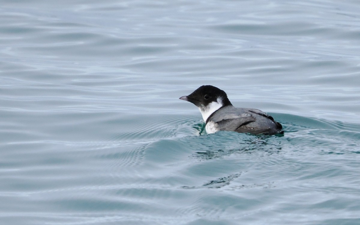 Ancient Murrelet - ML646610710