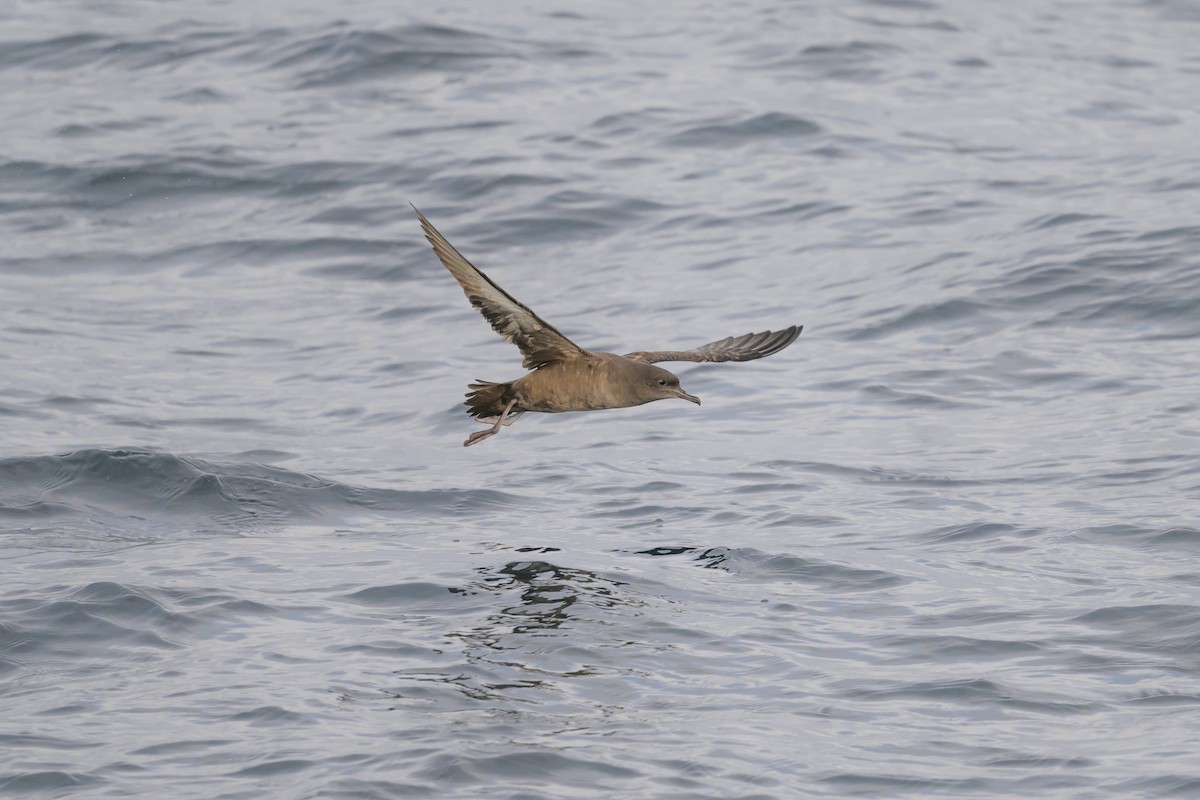 Sooty Shearwater - ML646610711