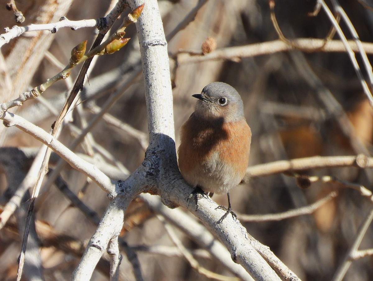 Western Bluebird - ML646610715