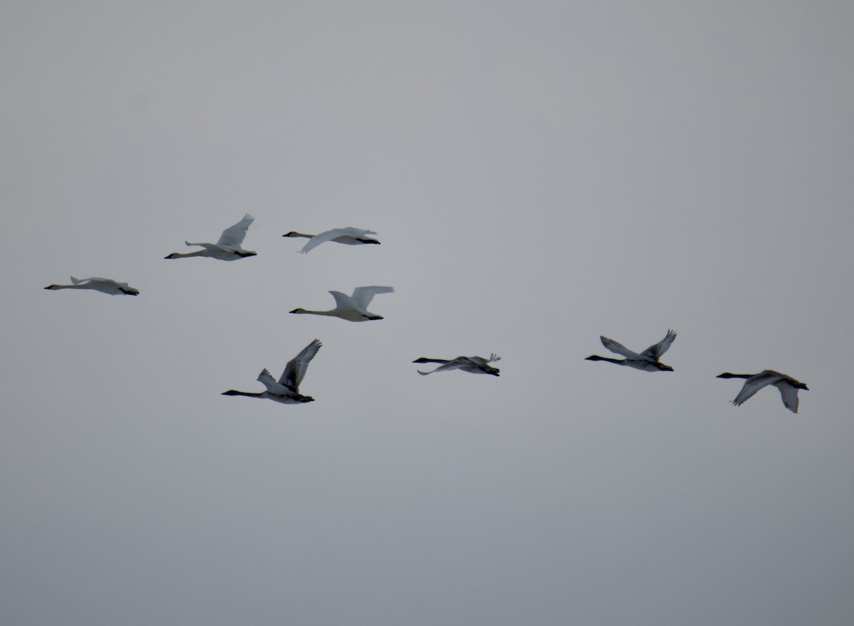 Trumpeter Swan - ML646610716