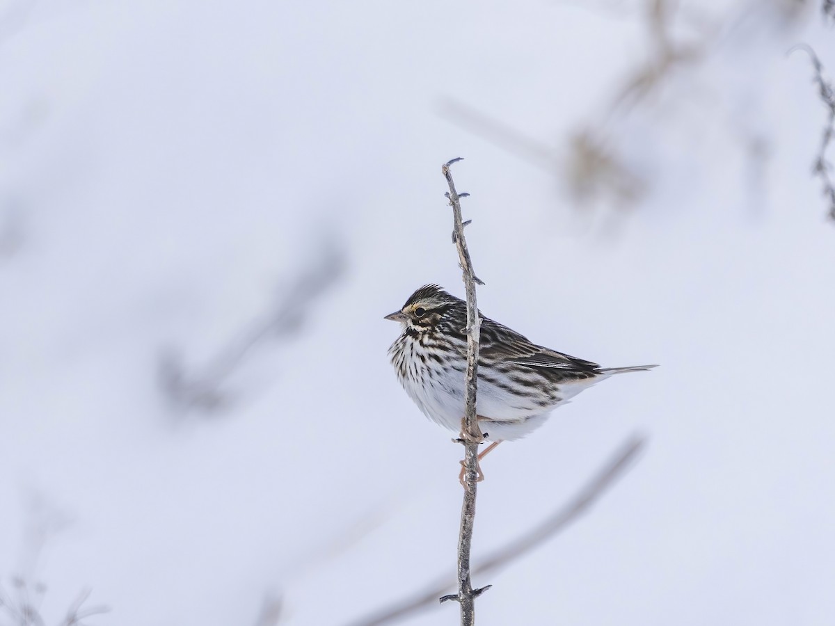 Savannah Sparrow - ML646610717