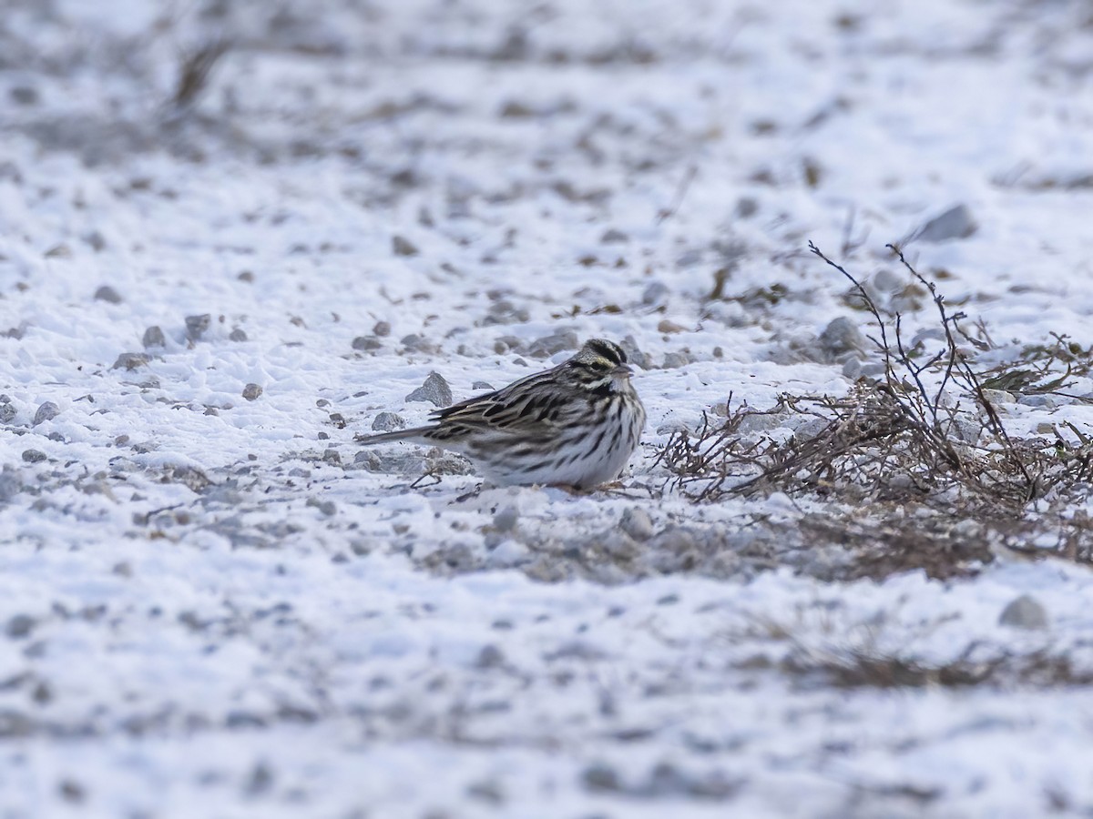 Savannah Sparrow - ML646610718