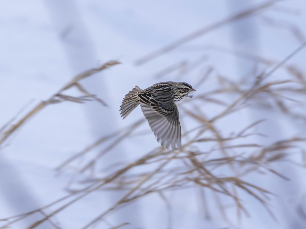 Savannah Sparrow - ML646610719