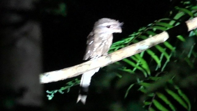 Marbled Frogmouth (Marbled) - ML646610721
