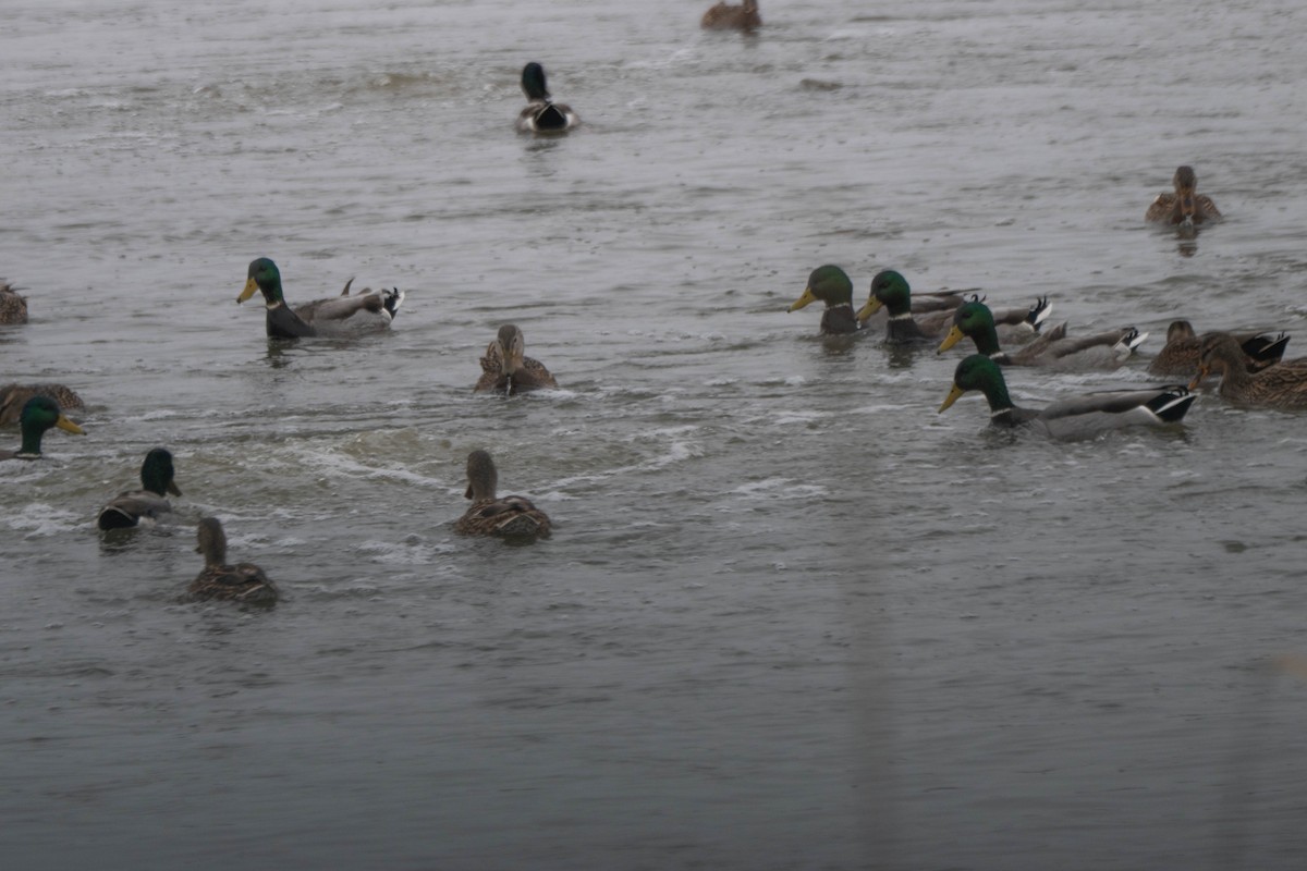 Крижень звичайний - ML646610729