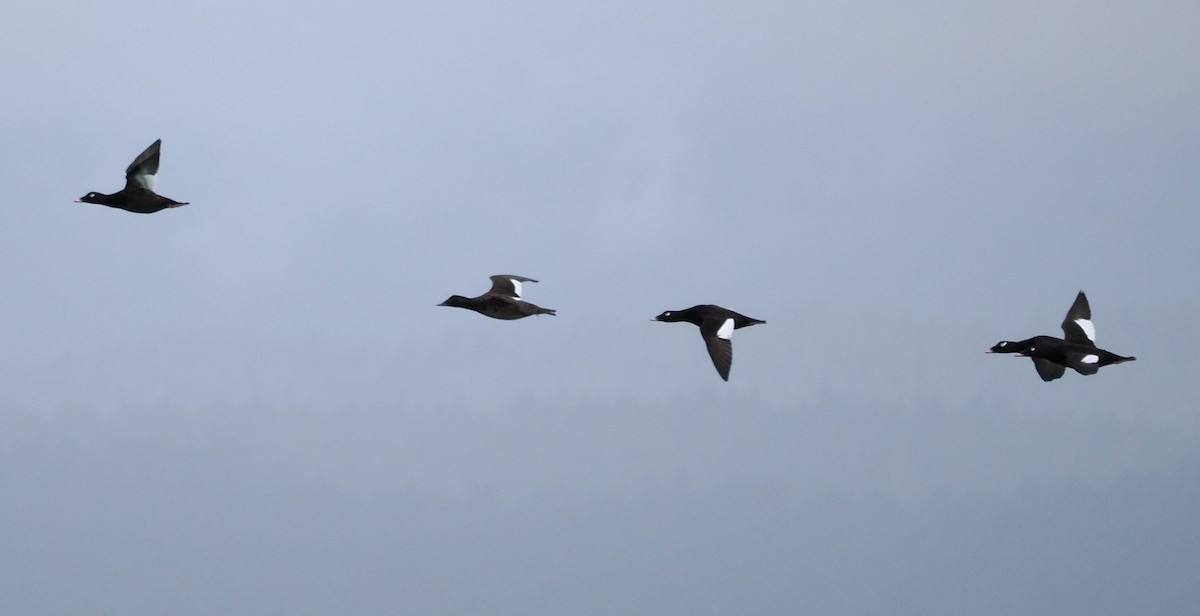 White-winged Scoter - ML646610730