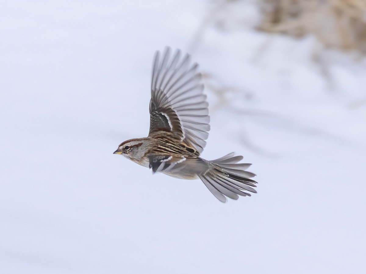 Bruant hudsonien - ML646610733