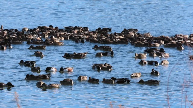 מרית צפונית - ML646610736