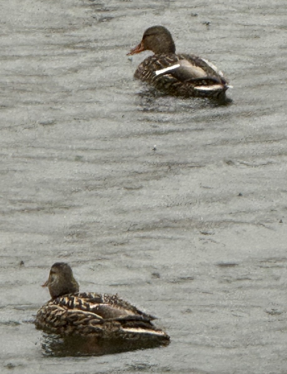 Germano reale - ML646610737