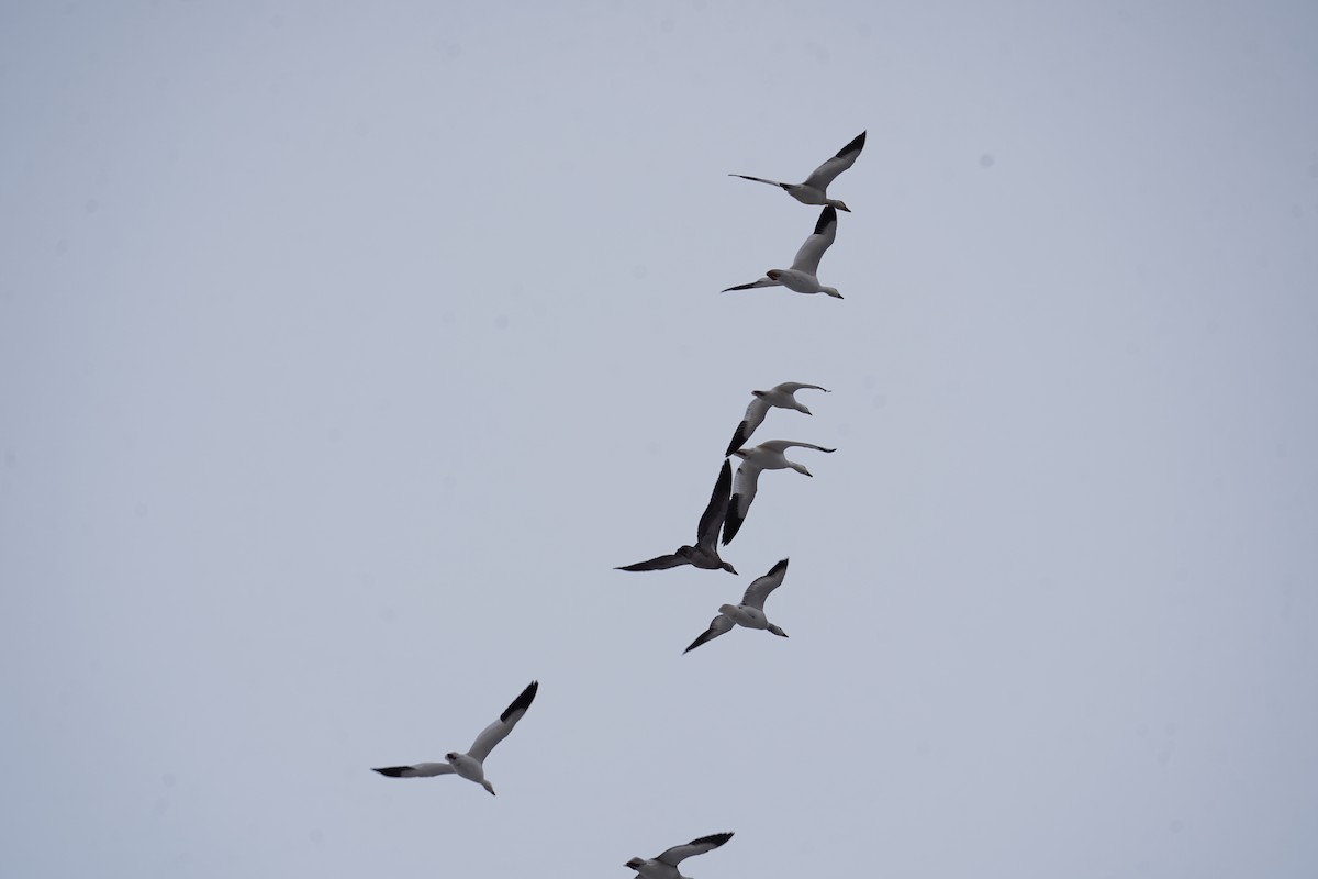 Snow Goose - ML646610747