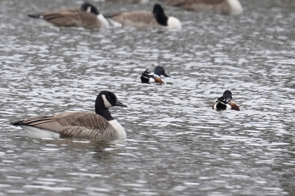Northern Shoveler - ML646610752