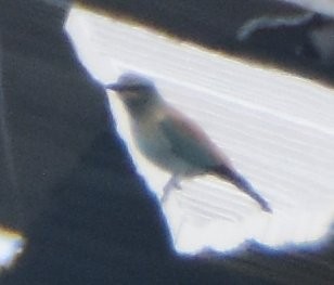 blåråke - ML646610755