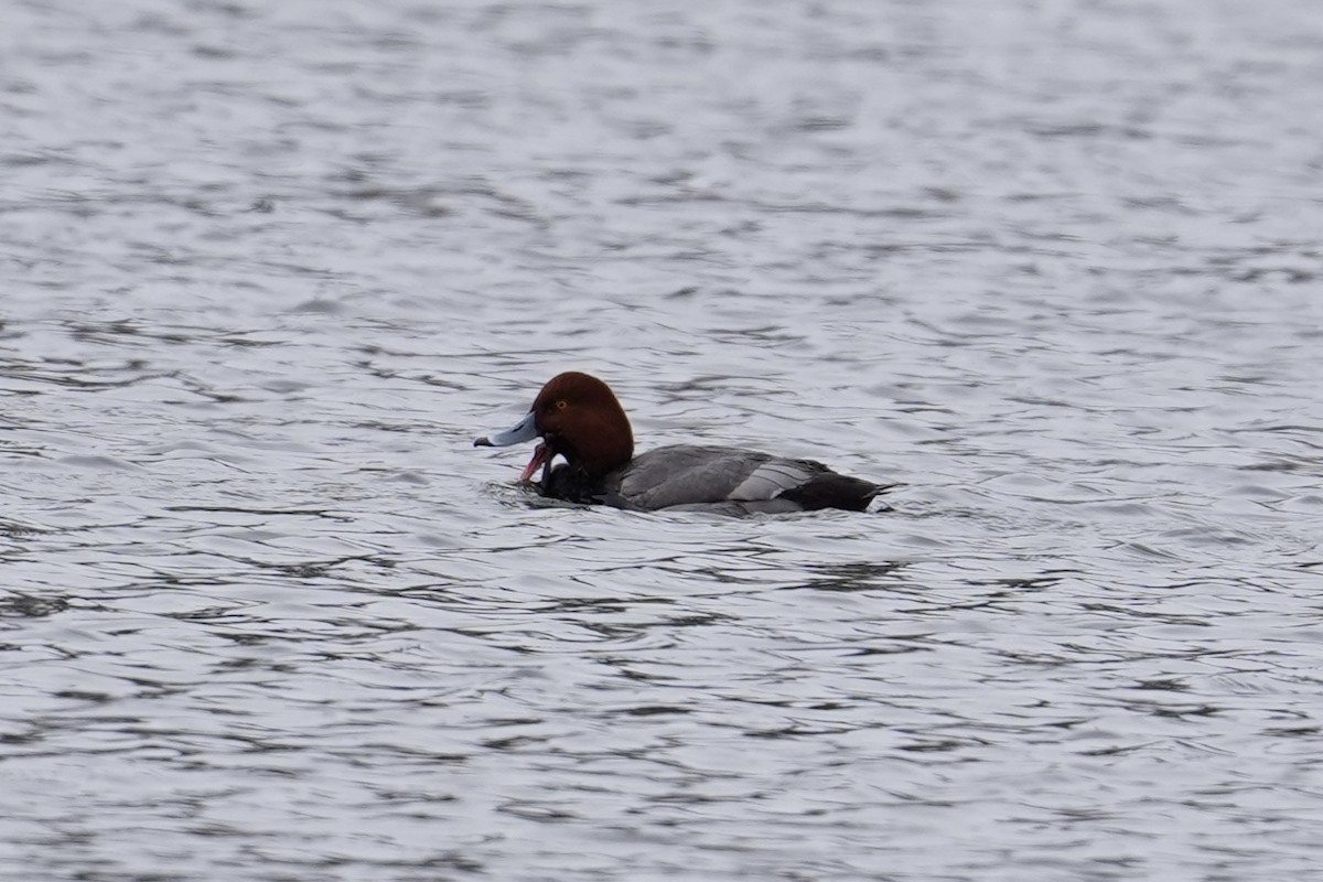 Redhead - ML646610756