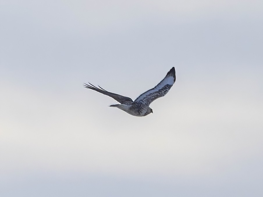 Buse pattue - ML646610759