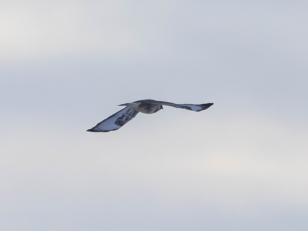 Buse pattue - ML646610760