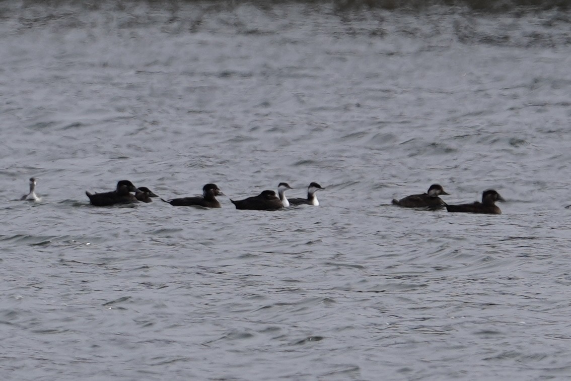 Surf Scoter - ML646610762