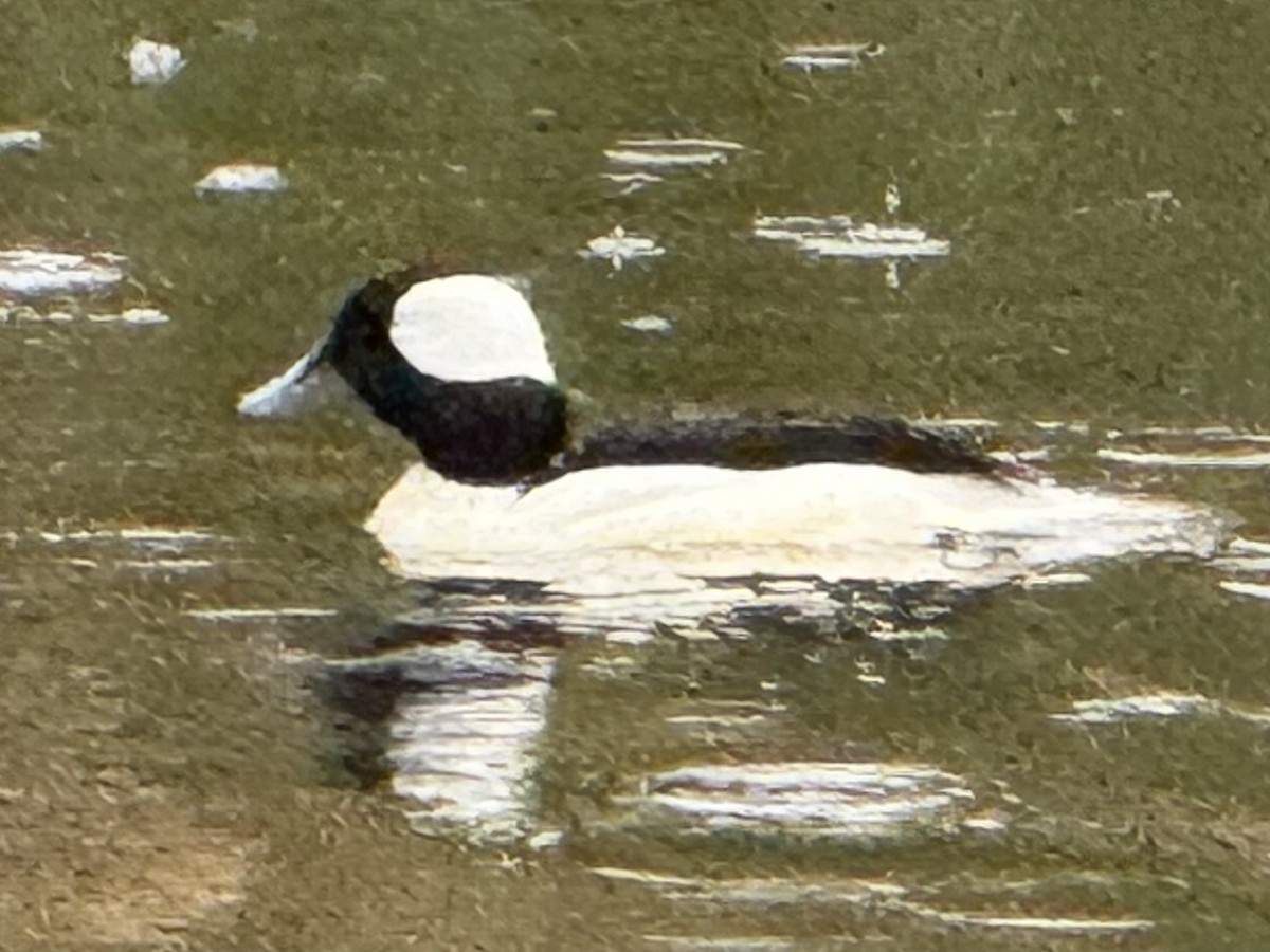 Bufflehead - ML646610763
