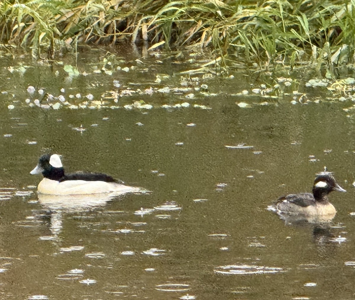 Bufflehead - ML646610764