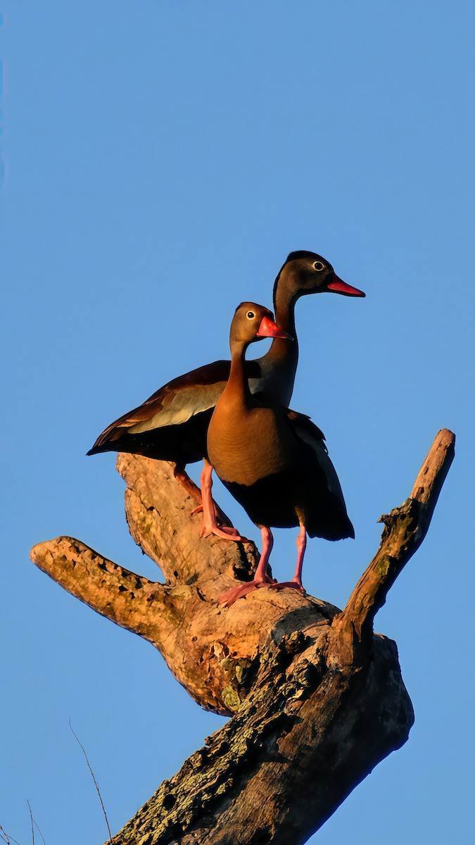 husička černobřichá - ML646610765