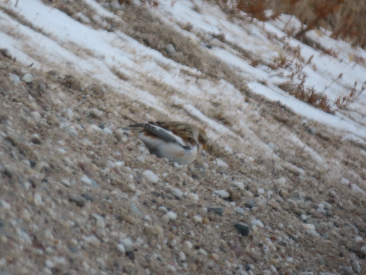 Snow Bunting - ML646610766
