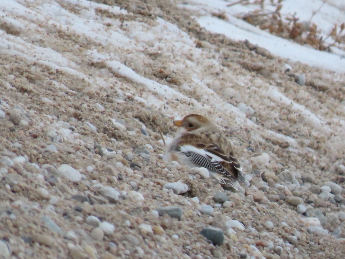 Snow Bunting - ML646610767