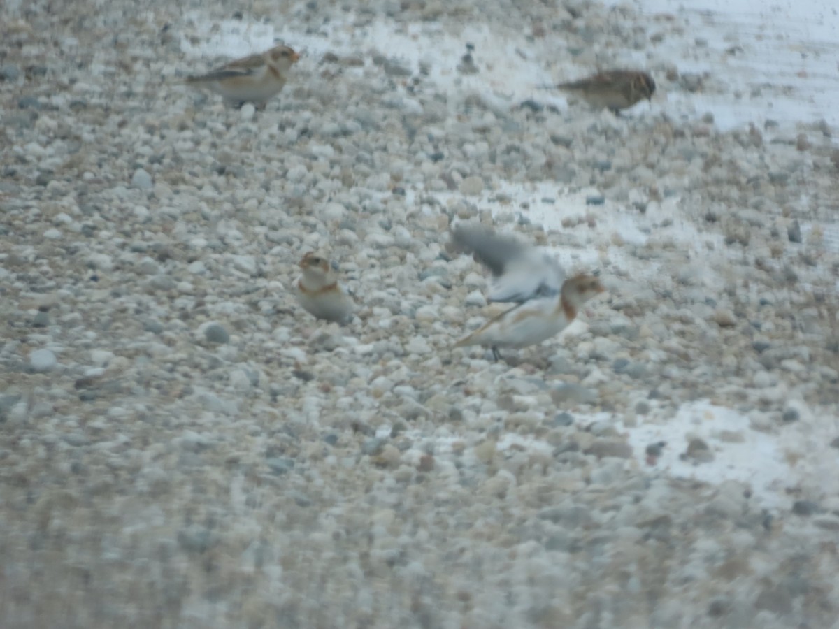 Snow Bunting - ML646610768