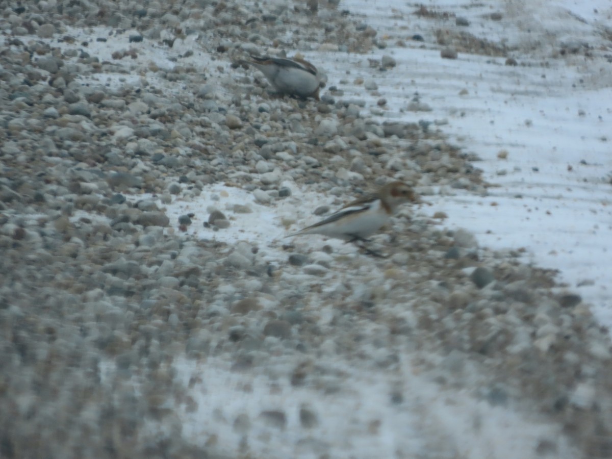 Snow Bunting - ML646610769