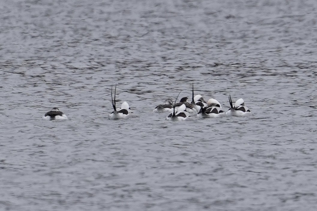 Long-tailed Duck - ML646610774