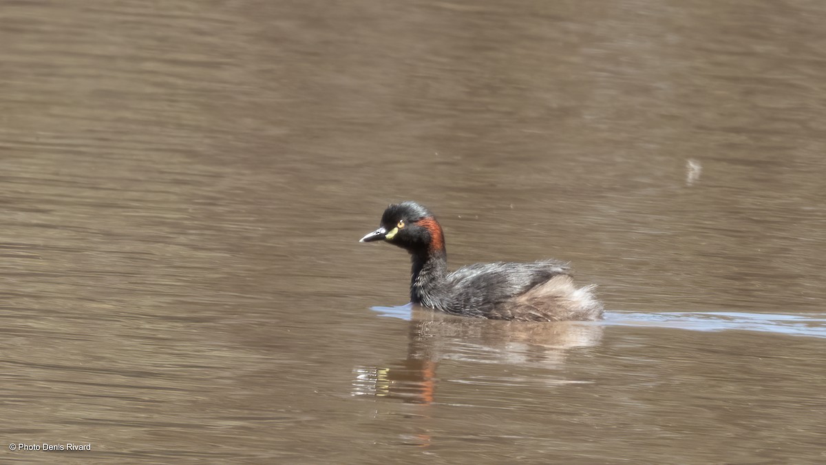 Australasian Grebe - ML646610779
