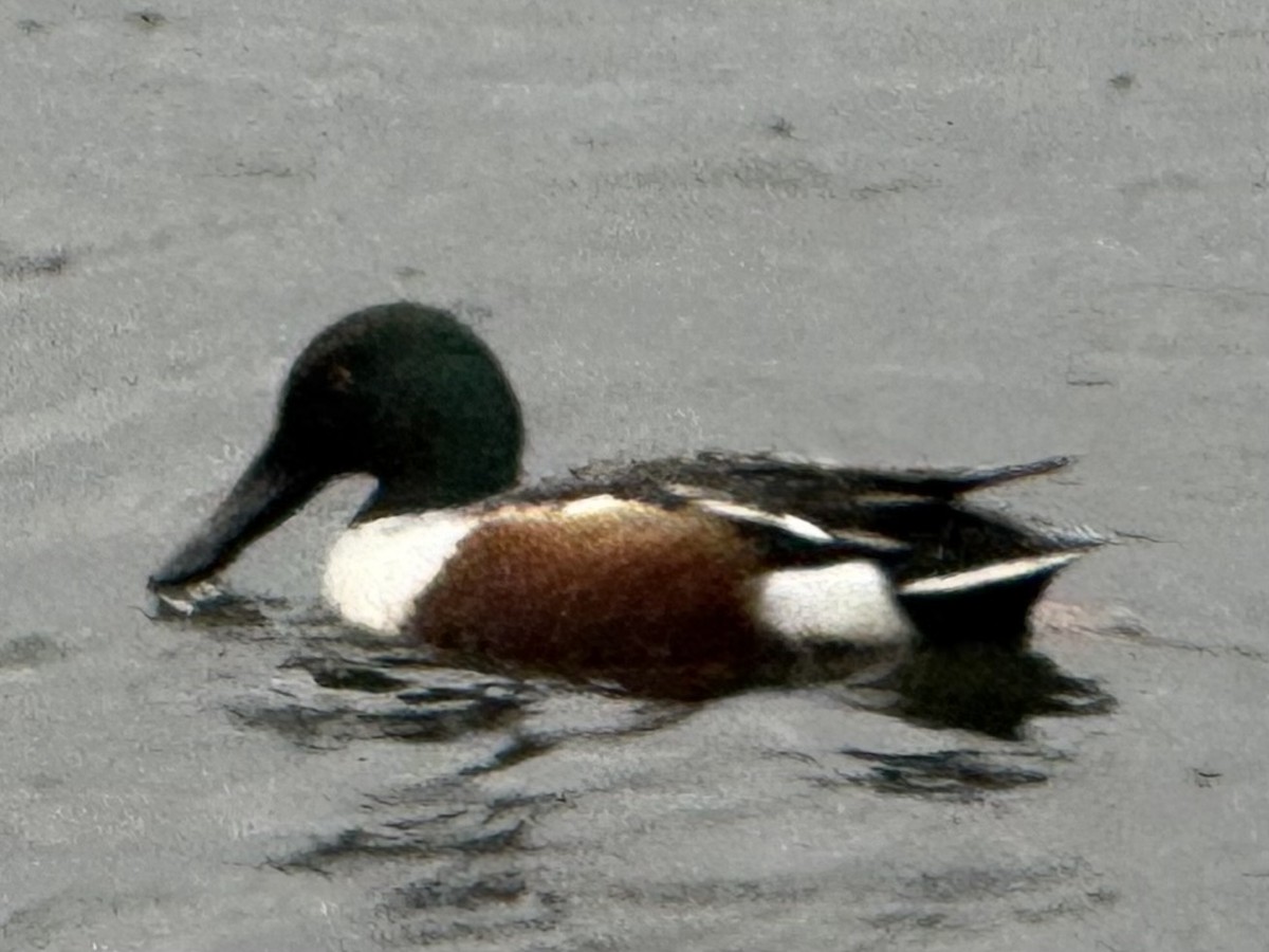 Mestolone - ML646610780