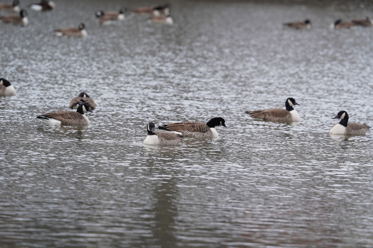 Canada Goose - ML646610781
