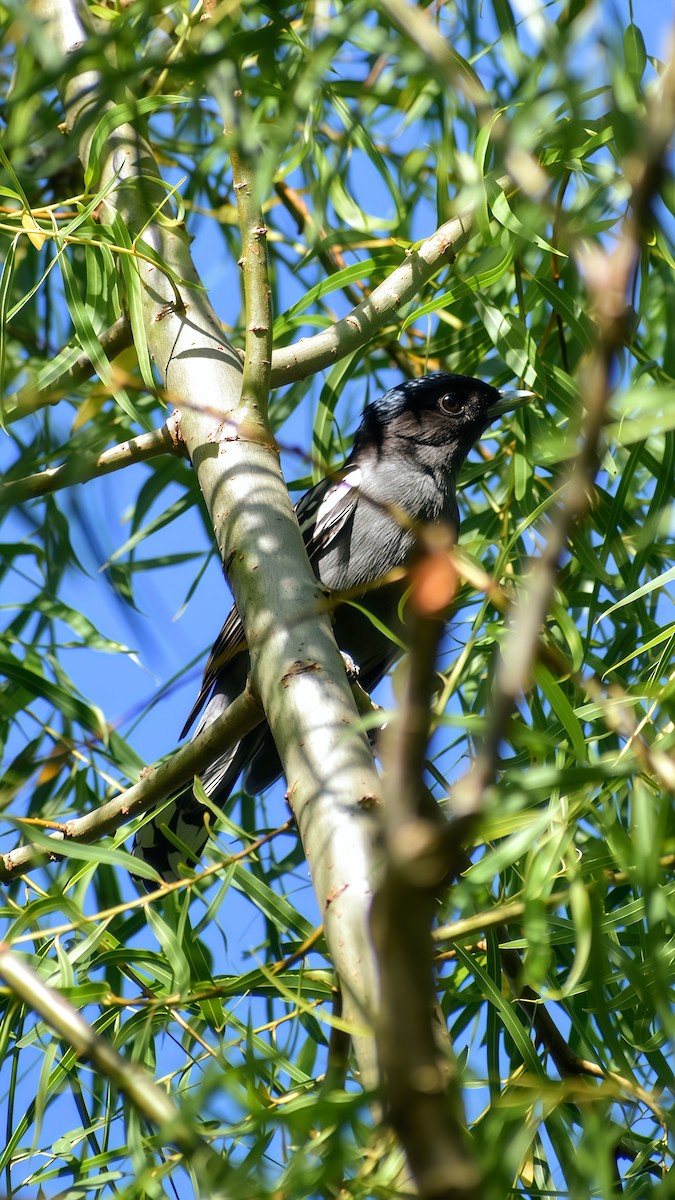 White-winged Becard - ML646610784