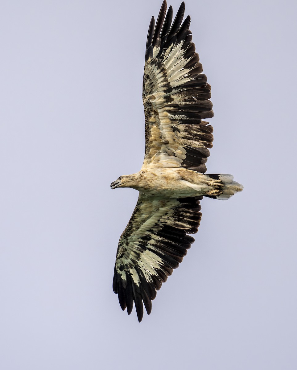 White-bellied Sea-Eagle - ML646610785