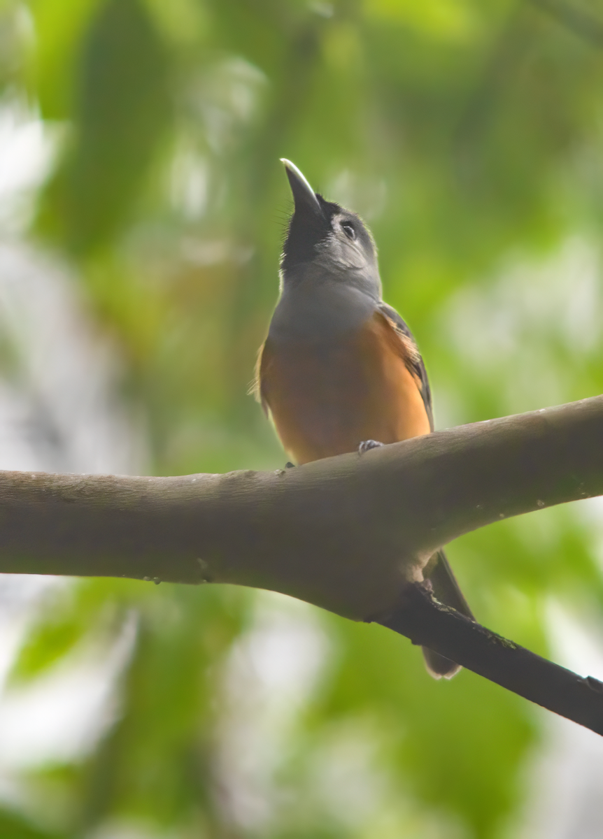 Maskenmonarch - ML646610786