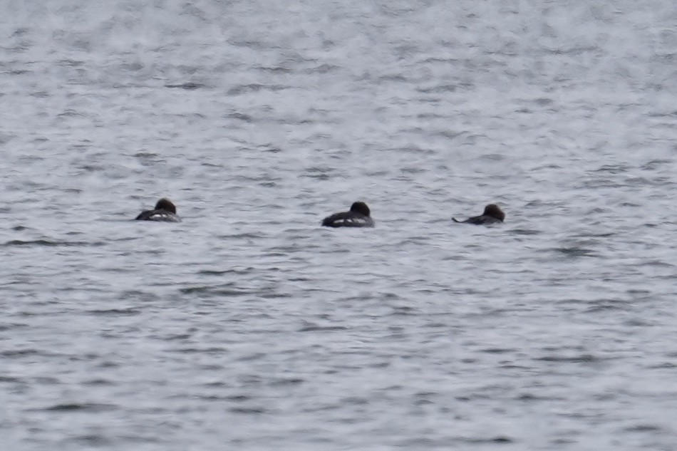 Common Goldeneye - ML646610789