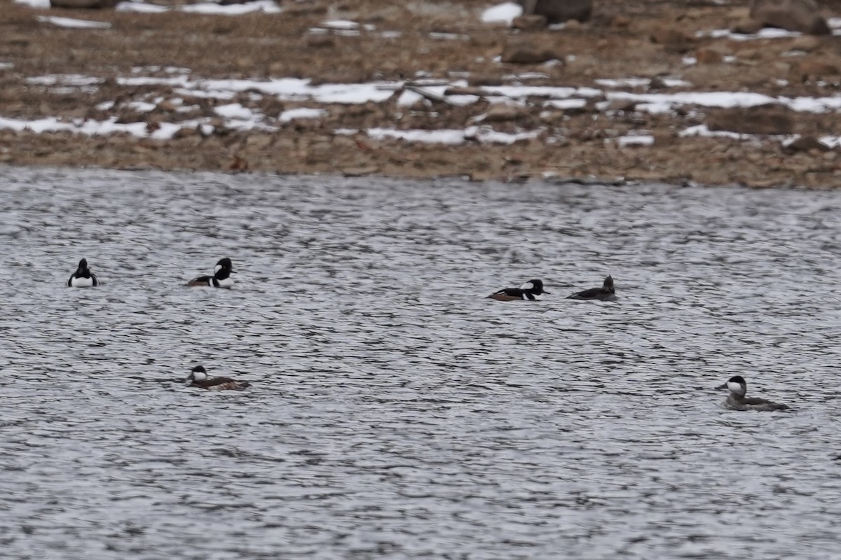 Hooded Merganser - ML646610791