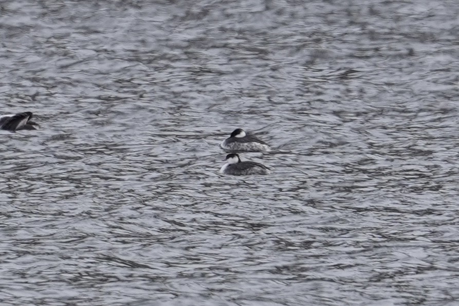 Horned Grebe - ML646610796