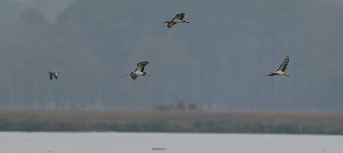 Ібіс білий - ML646610798