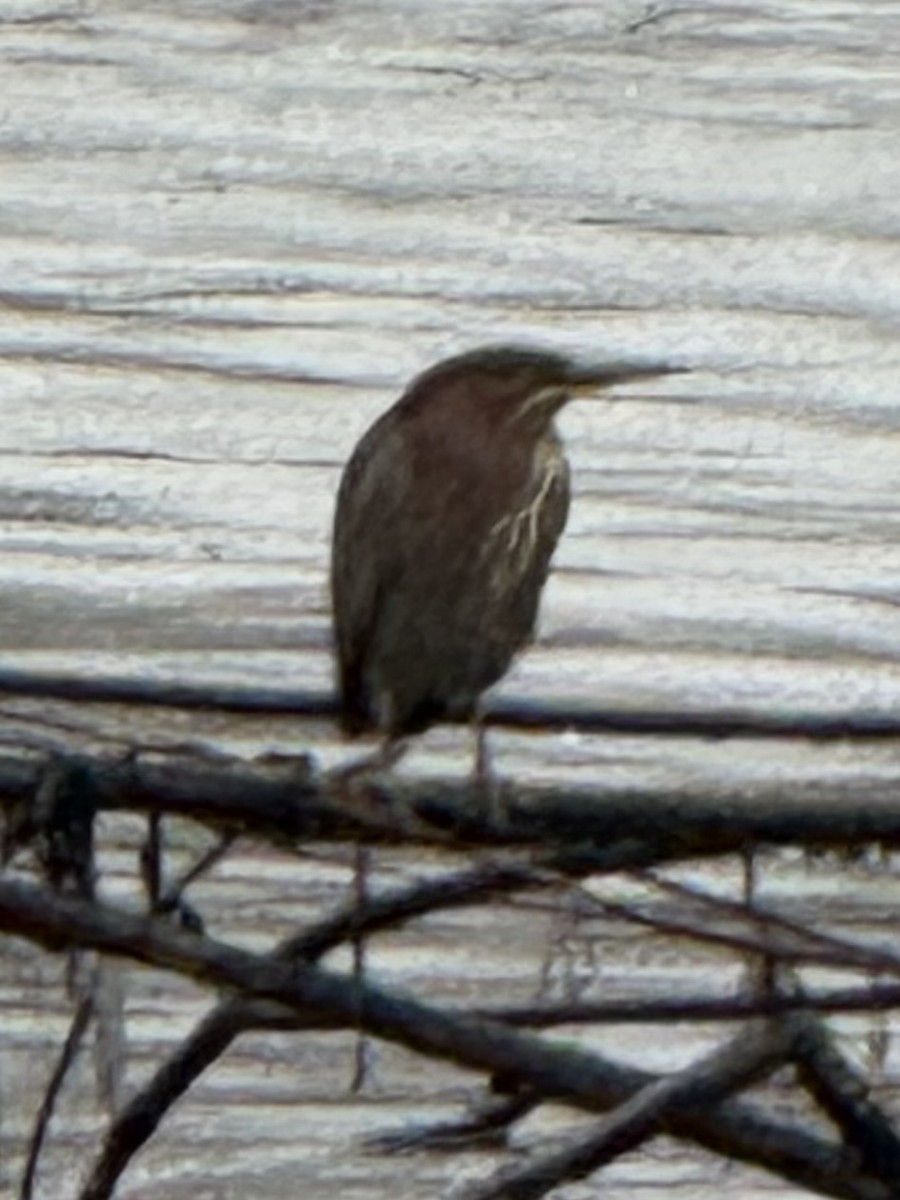 Airone verde - ML646610799