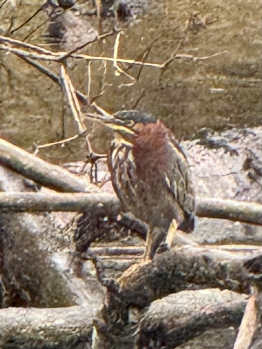 Airone verde - ML646610800