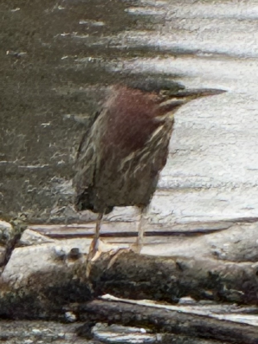 Чапля зелена - ML646610801