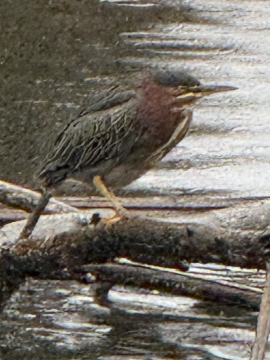 Чапля зелена - ML646610802