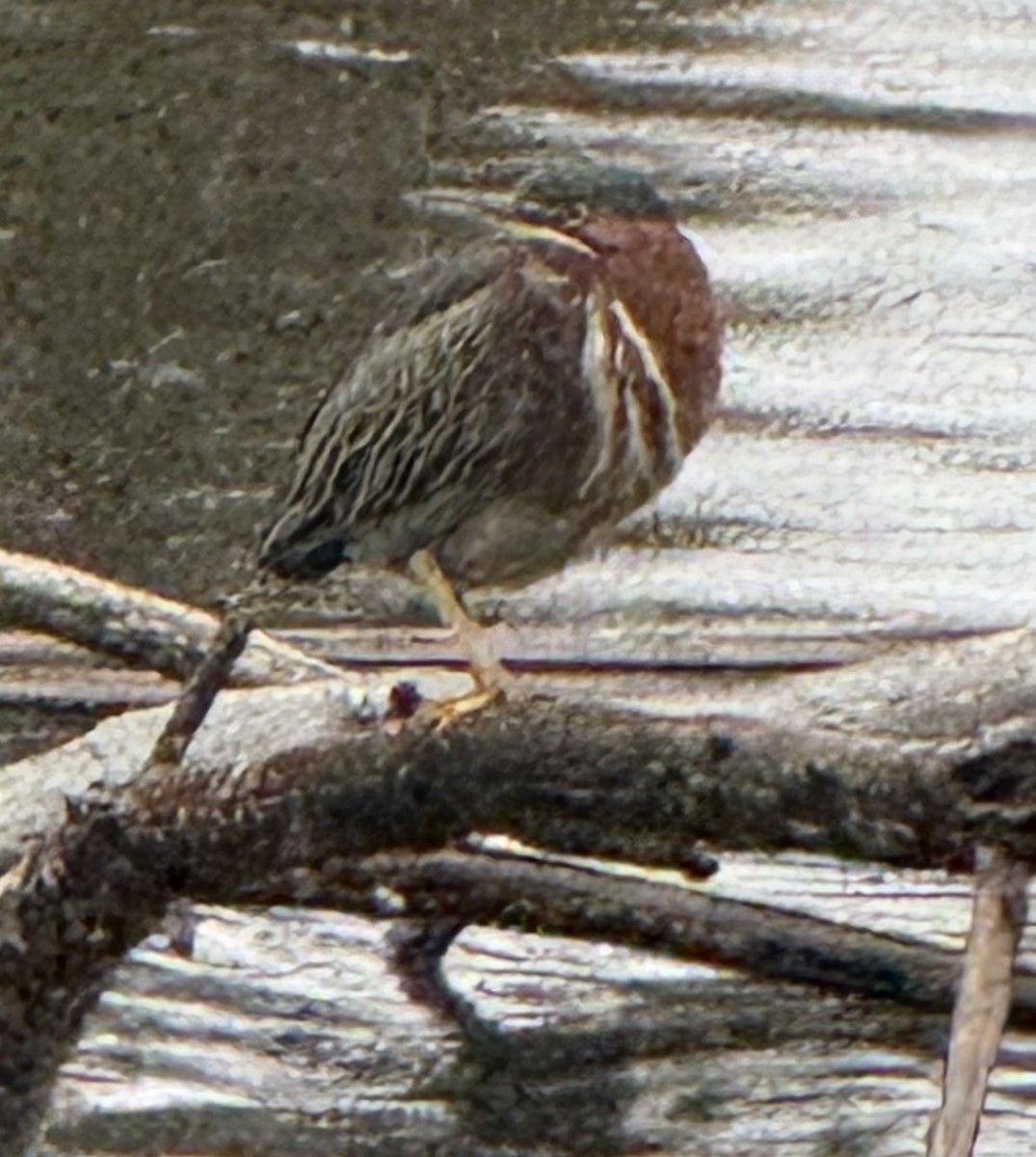 Чапля зелена - ML646610803