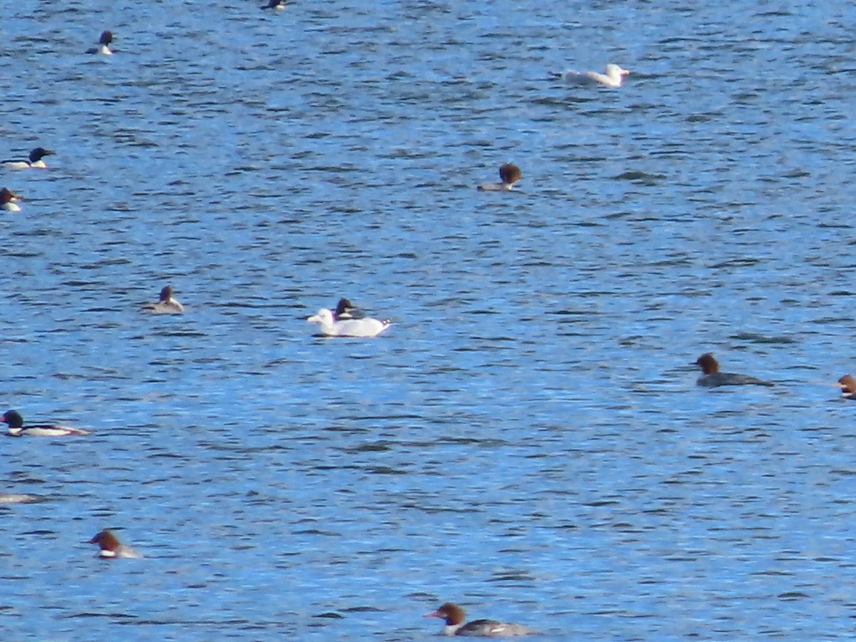 Larus sp. - ML646610805
