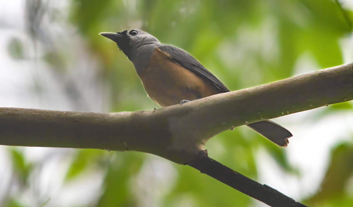 Maskenmonarch - ML646610806