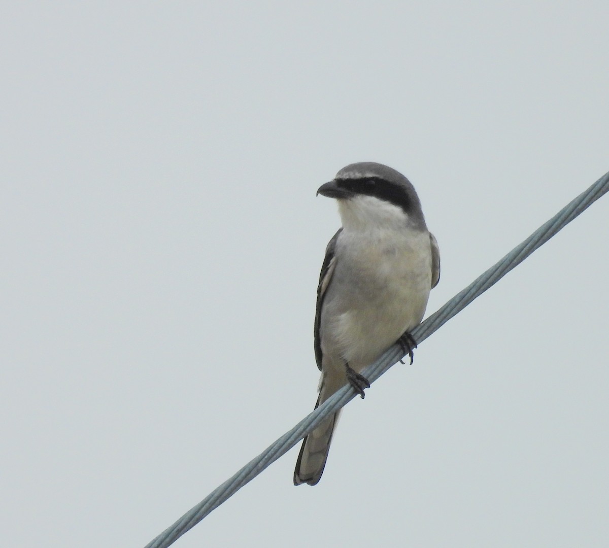 amerikavarsler - ML646610808