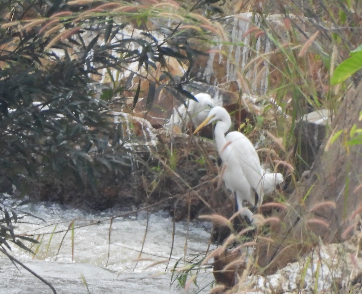 ダイサギ - ML646610809