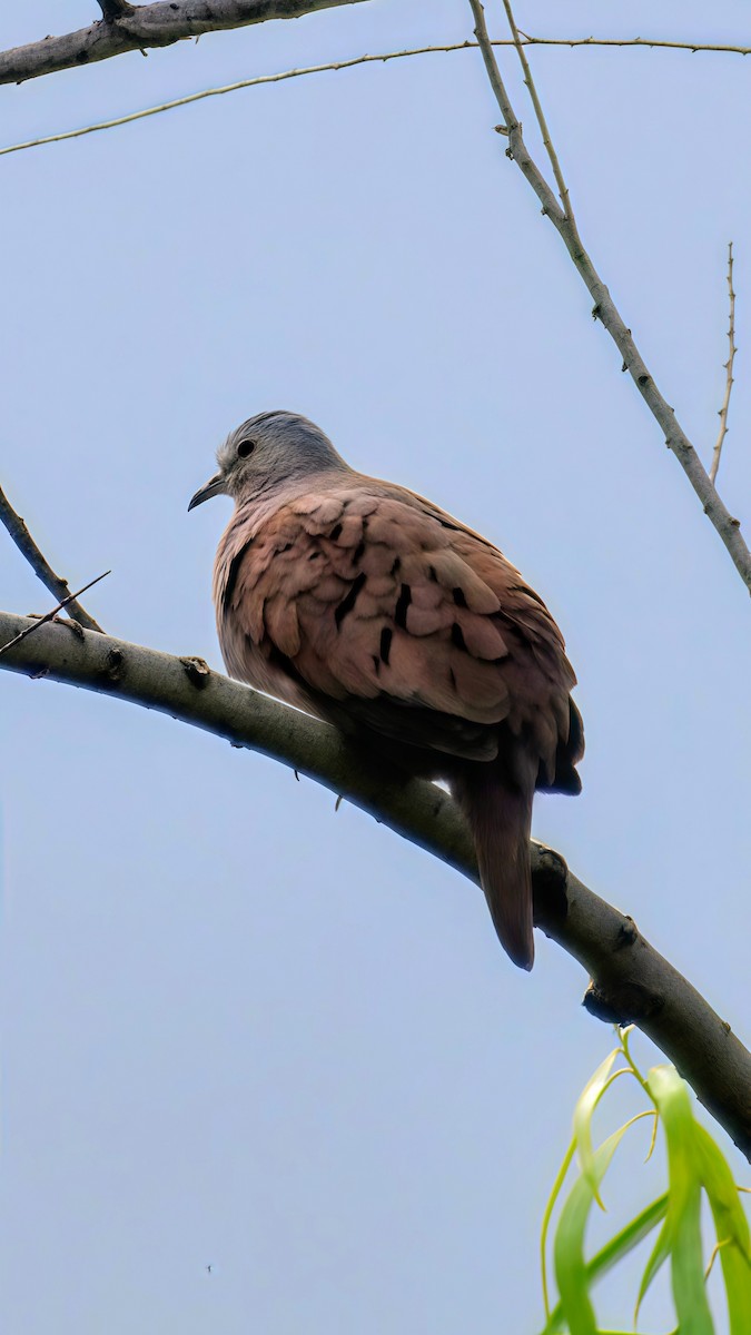 holoubek skořicový - ML646610810