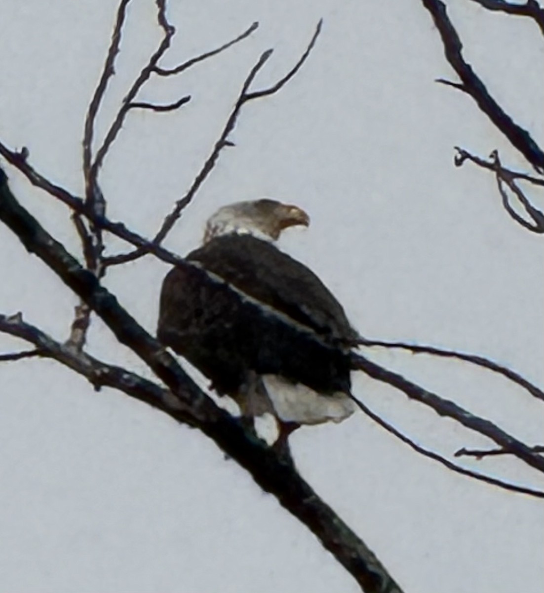 Орлан білоголовий - ML646610815